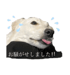 ホワイトシェパードの日常と敬語（個別スタンプ：16）