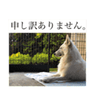 ホワイトシェパードの日常と敬語（個別スタンプ：18）