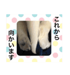 ホワイトシェパードの日常と敬語（個別スタンプ：20）
