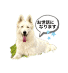 ホワイトシェパードの日常と敬語（個別スタンプ：25）