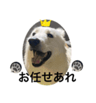 ホワイトシェパードの日常と敬語（個別スタンプ：30）