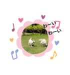 ホワイトシェパードの日常と敬語（個別スタンプ：33）