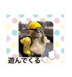 ホワイトシェパードの日常と敬語（個別スタンプ：36）