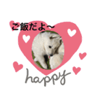ホワイトシェパードの日常と敬語（個別スタンプ：39）