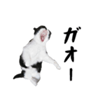 くろあめぽぽ（個別スタンプ：2）