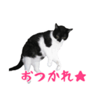 くろあめぽぽ（個別スタンプ：4）