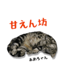 くろあめぽぽ（個別スタンプ：7）
