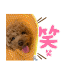 コタロースタンプ3パピー編（個別スタンプ：1）