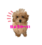 コタロースタンプ3パピー編（個別スタンプ：9）