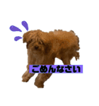 コタロースタンプ3パピー編（個別スタンプ：13）