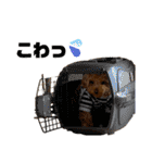 コタロースタンプ3パピー編（個別スタンプ：19）
