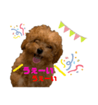 コタロースタンプ3パピー編（個別スタンプ：29）