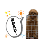 コタロースタンプ3パピー編（個別スタンプ：35）