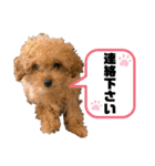 コタロースタンプ3パピー編（個別スタンプ：37）