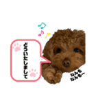 コタロースタンプ3パピー編（個別スタンプ：40）