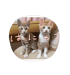 はルーキ（個別スタンプ：3）