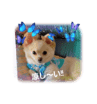 LUNA＆SEAです！！お部屋の整理+収納+掃除～（個別スタンプ：12）