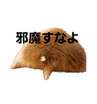 私、ハムスターのまめともうします。（個別スタンプ：1）