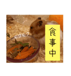 私、ハムスターのまめともうします。（個別スタンプ：3）