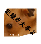 私、ハムスターのまめともうします。（個別スタンプ：13）