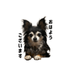 愛犬チップ様（個別スタンプ：1）