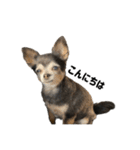 愛犬チップ様（個別スタンプ：2）