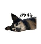愛犬チップ様（個別スタンプ：3）