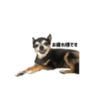 愛犬チップ様（個別スタンプ：4）