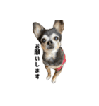 愛犬チップ様（個別スタンプ：5）