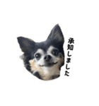 愛犬チップ様（個別スタンプ：6）