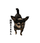 愛犬チップ様（個別スタンプ：7）