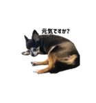 愛犬チップ様（個別スタンプ：8）