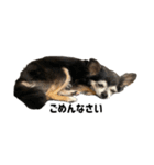 愛犬チップ様（個別スタンプ：9）