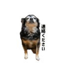 愛犬チップ様（個別スタンプ：10）