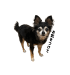 愛犬チップ様（個別スタンプ：11）
