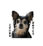 愛犬チップ様（個別スタンプ：12）