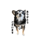 愛犬チップ様（個別スタンプ：13）