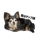 愛犬チップ様（個別スタンプ：15）
