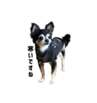 愛犬チップ様（個別スタンプ：16）