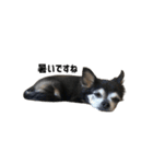 愛犬チップ様（個別スタンプ：17）