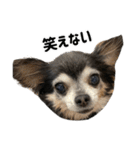 愛犬チップ様（個別スタンプ：18）