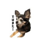 愛犬チップ様（個別スタンプ：19）