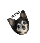 愛犬チップ様（個別スタンプ：20）