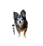愛犬チップ様（個別スタンプ：21）