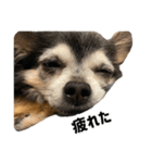 愛犬チップ様（個別スタンプ：22）