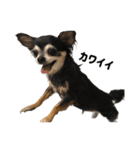 愛犬チップ様（個別スタンプ：23）