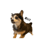 愛犬チップ様（個別スタンプ：24）
