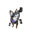 愛犬チップ様（個別スタンプ：25）