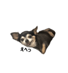 愛犬チップ様（個別スタンプ：26）