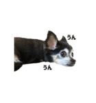 愛犬チップ様（個別スタンプ：29）